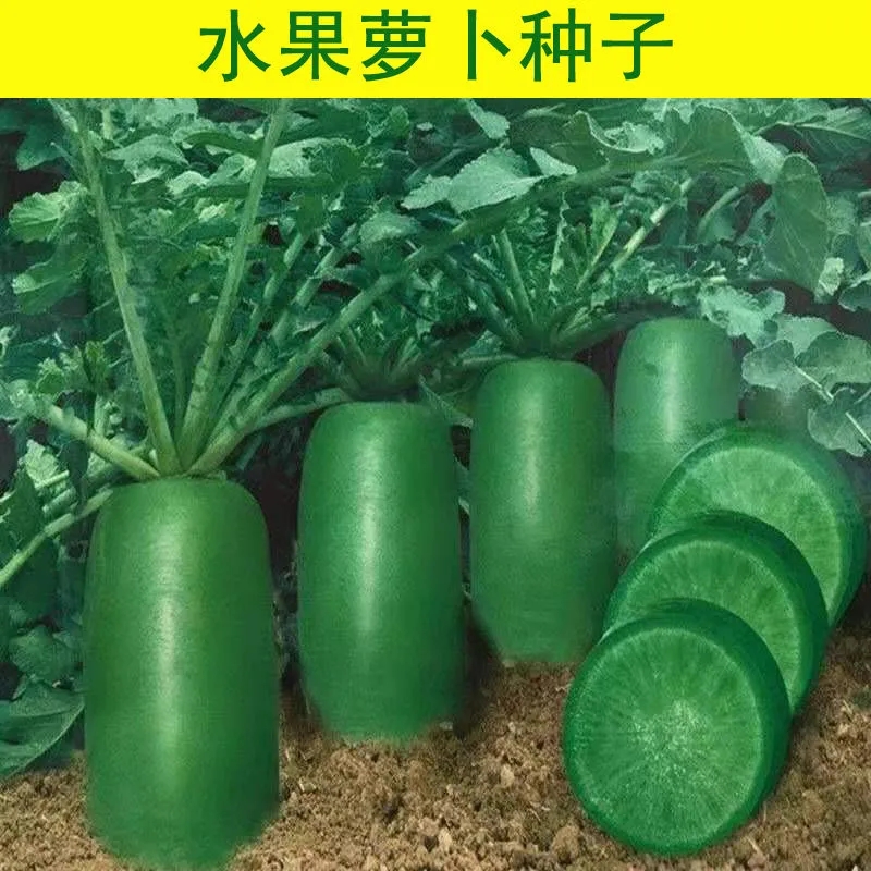 冰糖水果萝卜种子生吃脆甜里