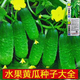 四季水果旱黄瓜种子荷兰小黄瓜盆栽黄瓜懒人地爬水果青瓜种籽蔬菜