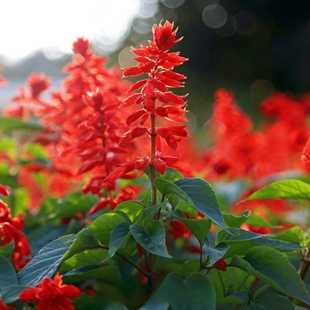 【矮一串红种子】矮串红炮仗花象牙红一串蓝种子易活播易种花种籽