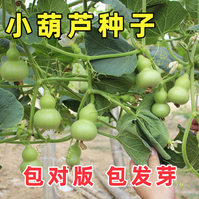 手捻小葫芦种子苗四季籽特