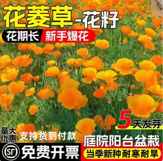 花菱草种子洋丽春花种子