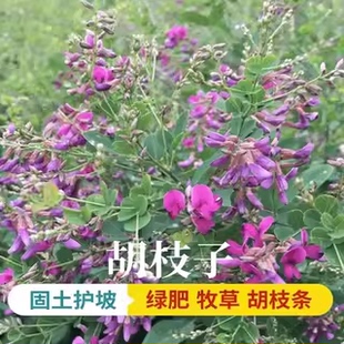 胡枝子种子护坡灌木美丽胡枝子二色胡枝子花卉林木截叶胡枝子种籽