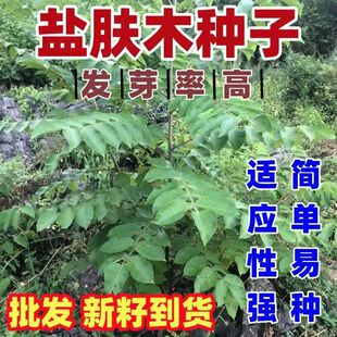 盐肤木种子护坡灌木种子蜜源树种子五倍子种子花木林木苗木种子