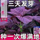 紫苏种子可食用双面红紫苏大叶紫苏种子四季 耐热阳台盆栽蔬菜种子