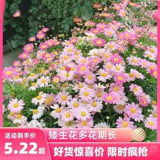 地被菊花种子玛格丽特籽室内图片