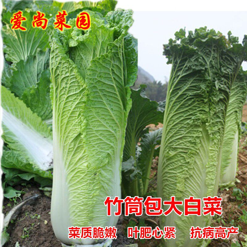 竹筒包大白菜种子秋季蔬孑