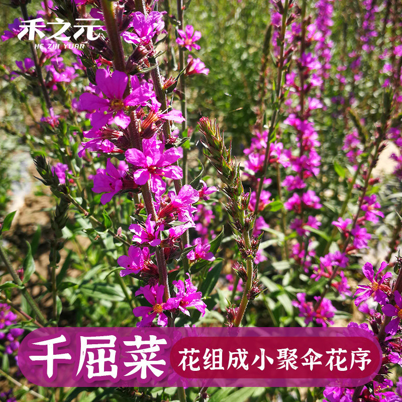 千屈菜种子水枝柳种籽花种四季开花不断室外花种籽子水生栽培植物