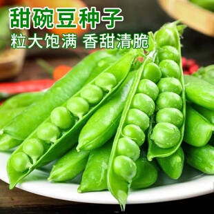 水果甜豆种子青豌豆新鲜小青豆长寿豆豌豆种四季阳台盆栽蔬菜种籽
