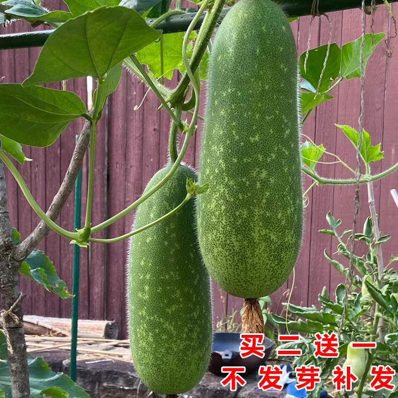 阳台四季早熟毛节瓜种籽苗