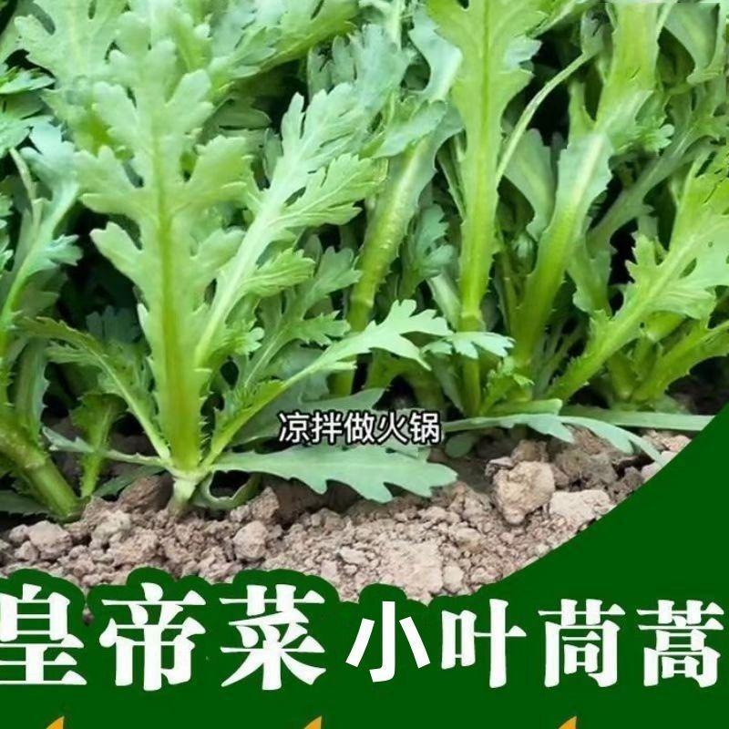 皇帝菜小叶茼蒿种子青籽春