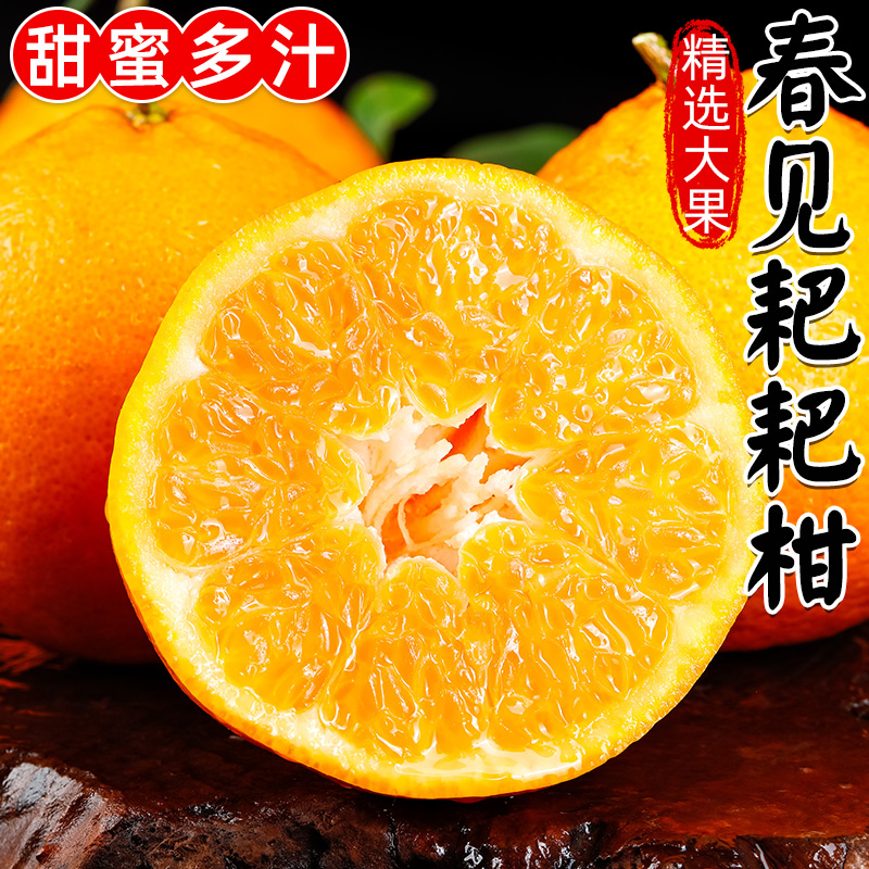 现摘现发四川春见耙耙柑