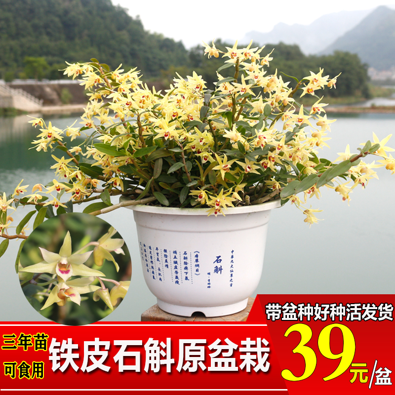 种好种活带盆原盆发货雁荡山三年铁皮石斛苗盆栽石斛兰花食用绿植