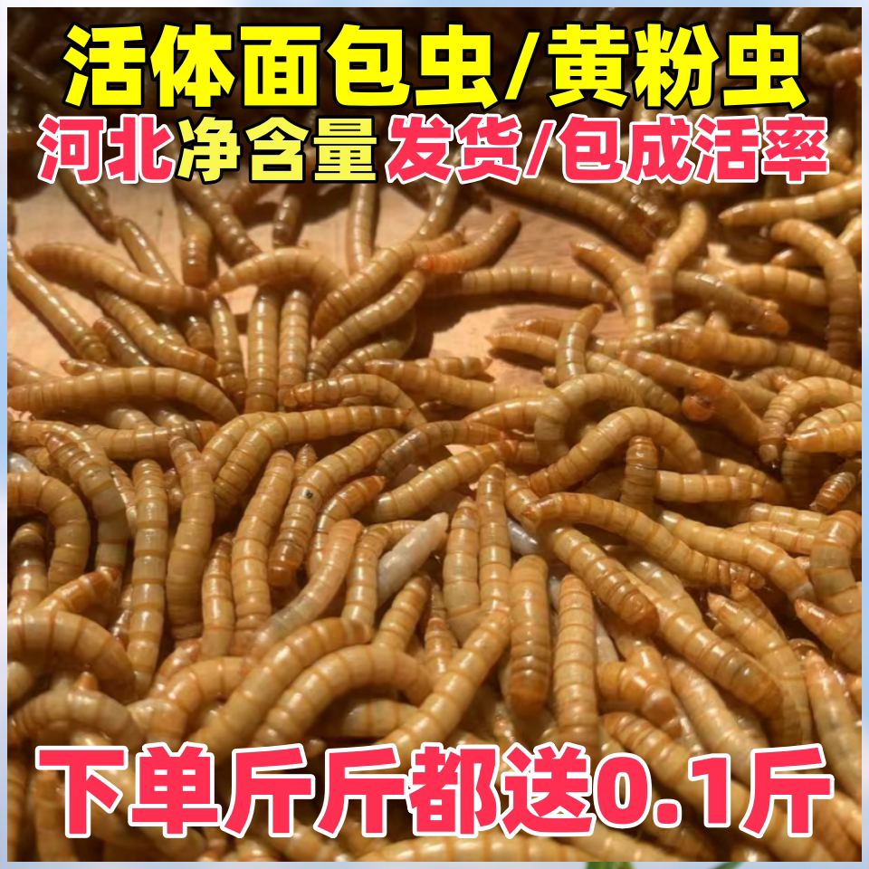 活体面包虫宠物零食鱼饲料