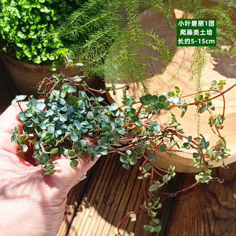 速发苔藓微景观水陆缸生态缸小植物网纹草蕨类创意迷你植物造景材