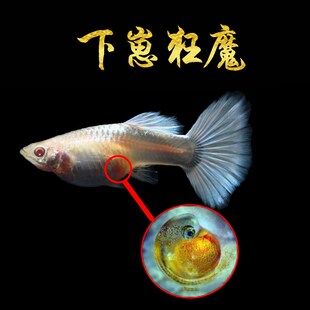 速发孔雀鱼观母临产纯种小型热带大赏鱼苗孕肚怀孕下崽狂魔凤尾胎