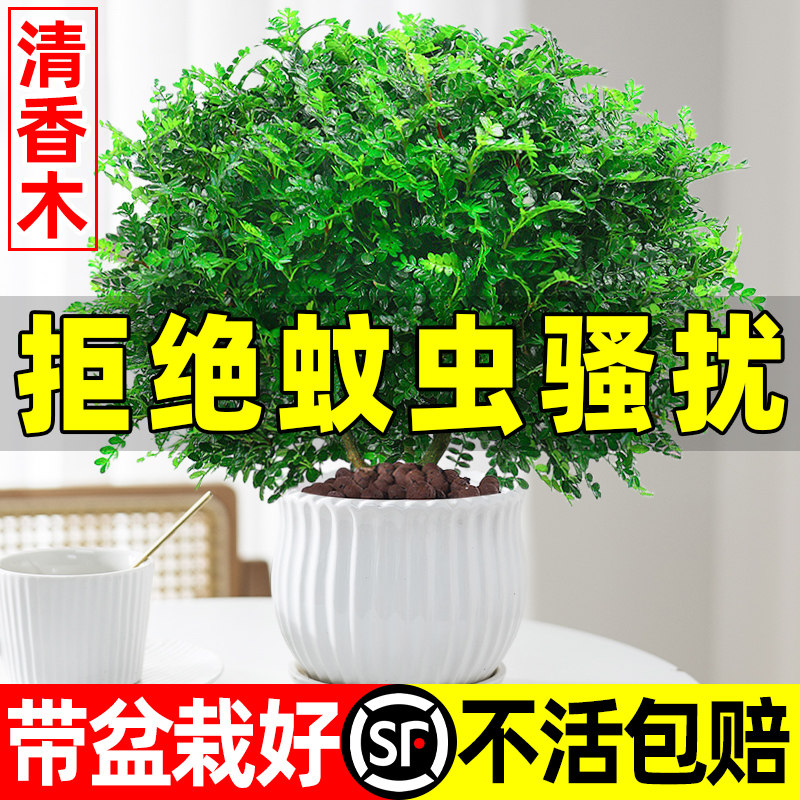 速发正宗清子木盆栽室内驱香草植物胡椒叶蚊办公室花卉真正的盆景