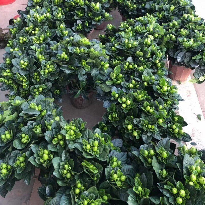 速发牡丹栀子花盆栽重瓣带大花苞四季开花浓香型味室内台观花卉绿