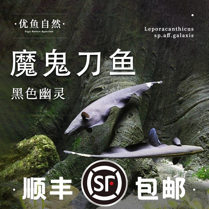 速发魔鬼鱼鱼黑羽毛刀刀混养黑魔鬼刀鱼七星刀观翎电鳗淡水热带线