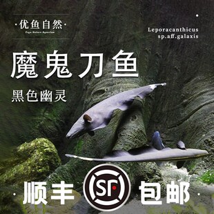 速发魔鬼鱼鱼黑羽毛刀刀混养黑魔鬼刀鱼七星刀观翎电鳗淡水热带线
