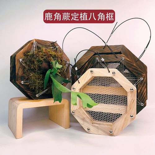 鹿角蕨挂板八角框实木碳化蕨类