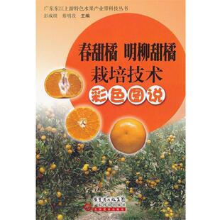 彭成绩,蔡明段　主编春甜橘 明柳甜橘栽培技术彩色图说（正版旧书包邮）广东科技出版社9787535956217