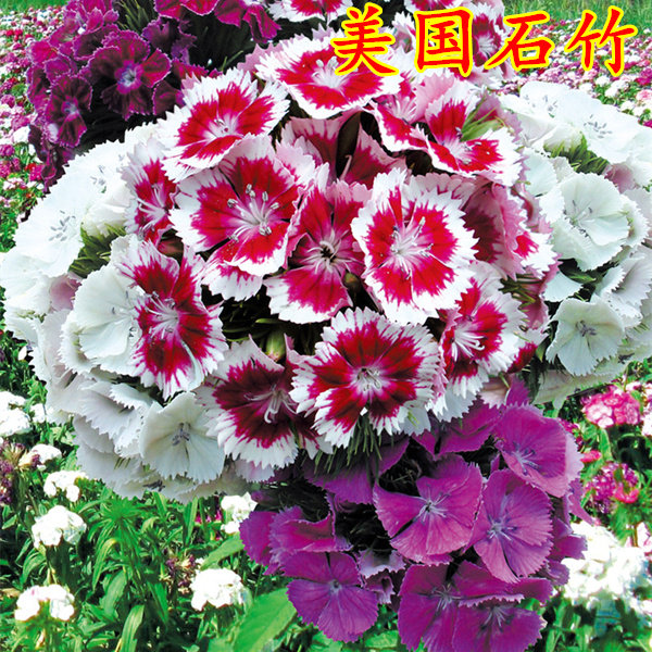 美国石竹种子花籽野花秋季庭院花卉阳台盆栽室外四季耐寒宿根易种