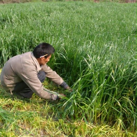 牧草种子南方北多年生黑麦牛羊