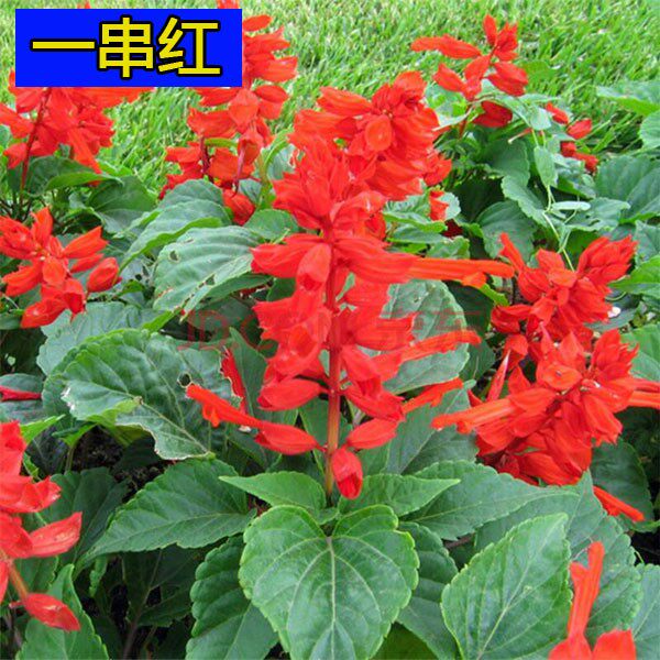 一串红种子春冬季庭院易活矮串串红四季播易种耐寒花卉一窜红花籽