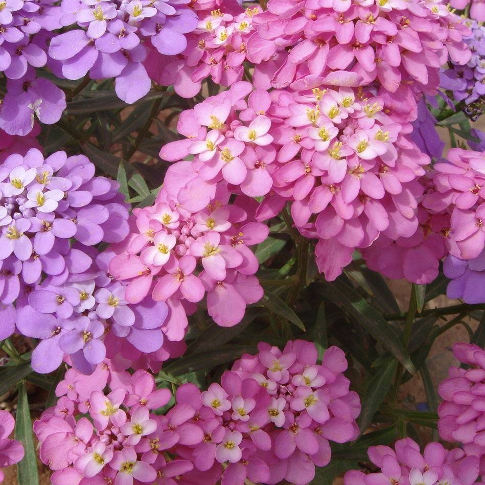 花卉阳台种子草花种子正宗优质 蜂室花种子  耐寒植物混色装