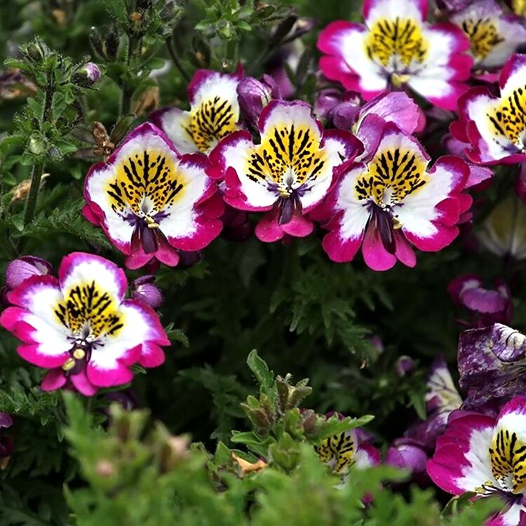 蛾蝶花种子阳台盆栽庭院花卉种子四季开花太阳花波斯菊百日草花籽
