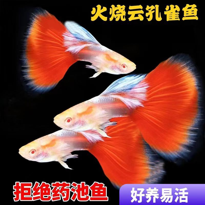 顺丰发货火烧云孔雀鱼小型热带