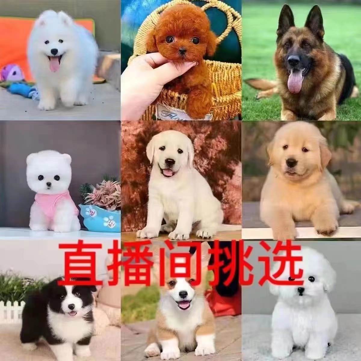 直播间挑选博美茶杯犬泰