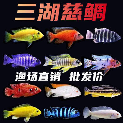 三湖慈鲷鱼黑线非洲王子凤