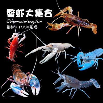 鳌虾观赏水族宠物天空蓝魔龙纹侏