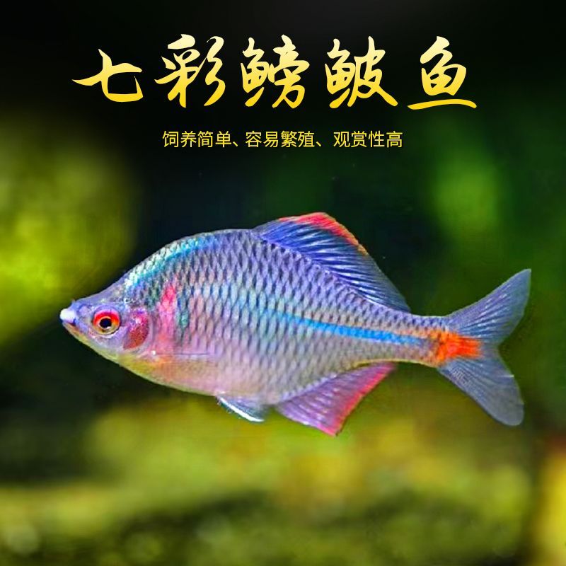 淡水好养观赏小苗未发色成年鱼才有颜色中华高体鳑鲏旁皮套餐彩石
