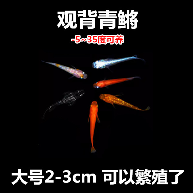 观背青鱼苗活体赏冷水淡好