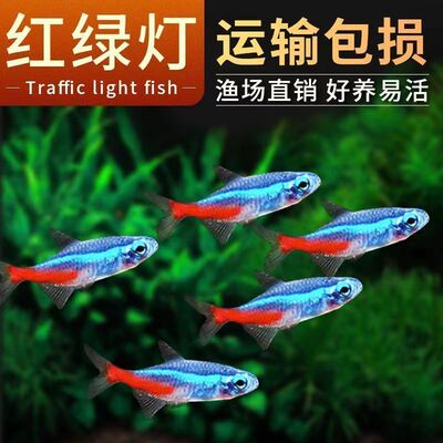 红绿灯热带鱼群游灯科鱼宝莲灯观赏鱼迷你灯群游帝王灯霓虹灯