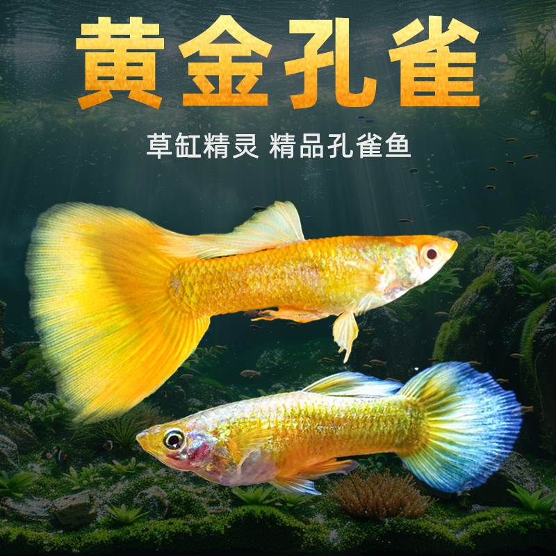 黄金孔雀鱼活鱼纯种小型淡水凤尾斑马鱼可繁殖胎生鱼热带鱼观赏鱼
