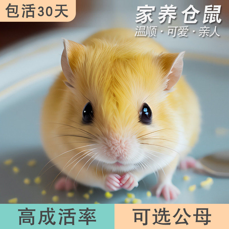 小仓鼠金丝熊活物三线紫仓布丁银狐公婆活体家养纯种长毛熊小宠物