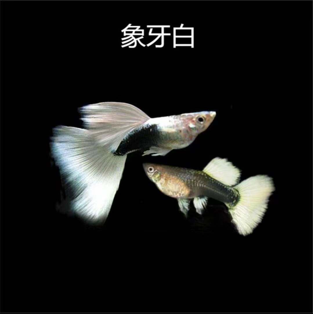 象牙白孔雀鱼精品热带鱼好养活小型观赏鱼凤尾