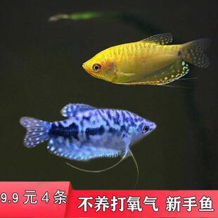 曼龙鱼活体中型鱼热带观赏鱼淡水鱼新手宠物金鱼好养耐活鱼不打氧