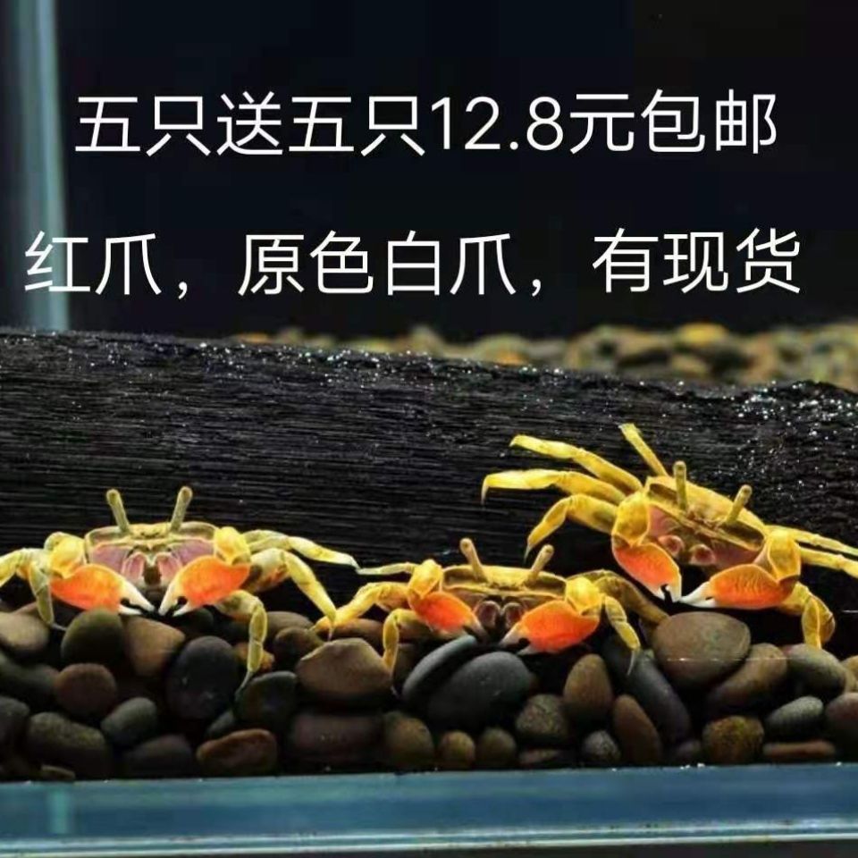 迷你辣椒蟹迷你樱桃蟹宠物蟹观赏蟹活体水族淡水宠物鱼缸小螃蟹