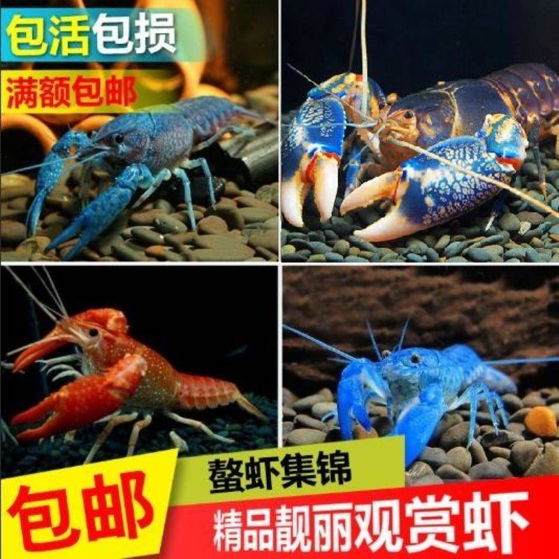观赏鳌虾宠以沫龙虾海水缸出售