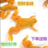 宠物可爱金蛙小金蛙宠物活体龙鱼饲料招财金蛙黄金蛙易饲养网红款