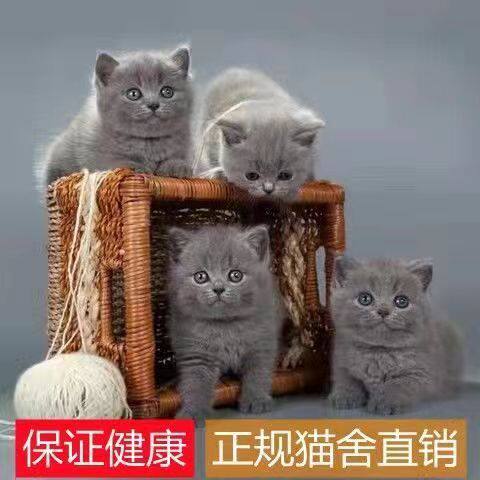 蓝猫纯种幼猫幼崽活体英国短毛猫蓝胖子小猫咪银渐层宠物猫真猫