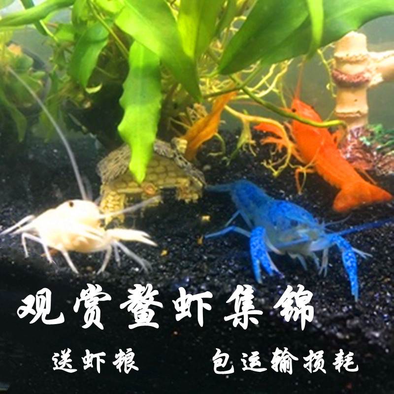 观赏虾活体鳌宠物淡水龙