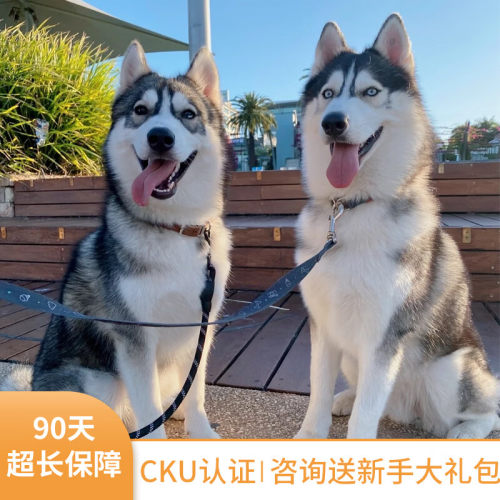 纯种哈士奇幼犬阿拉斯加