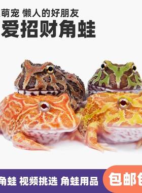 角蛙宠以沫草莓爬宠树蛙