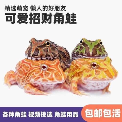 角蛙宠以沫草莓爬宠树蛙