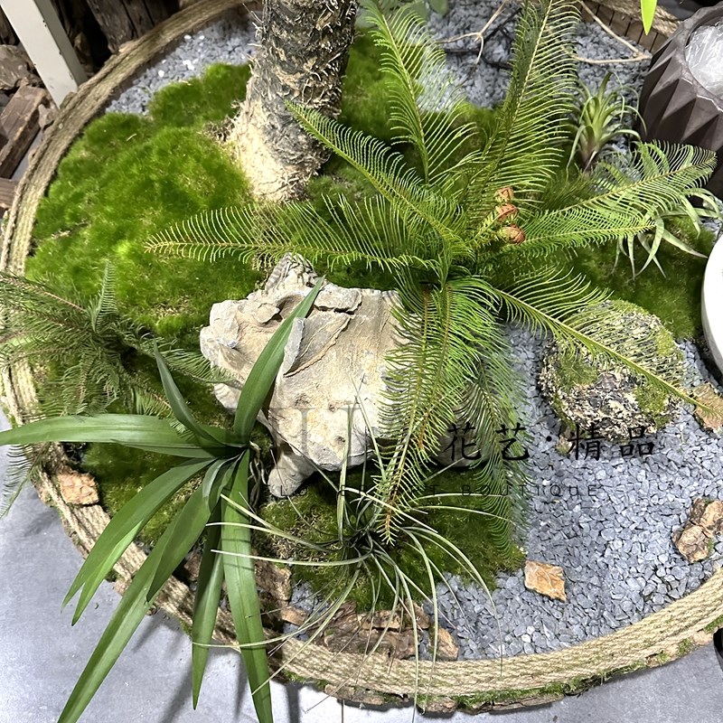 微景观苔藓小型仿真多肉植物蕨草水草铜钱草青苔枯山水餐桌造景
